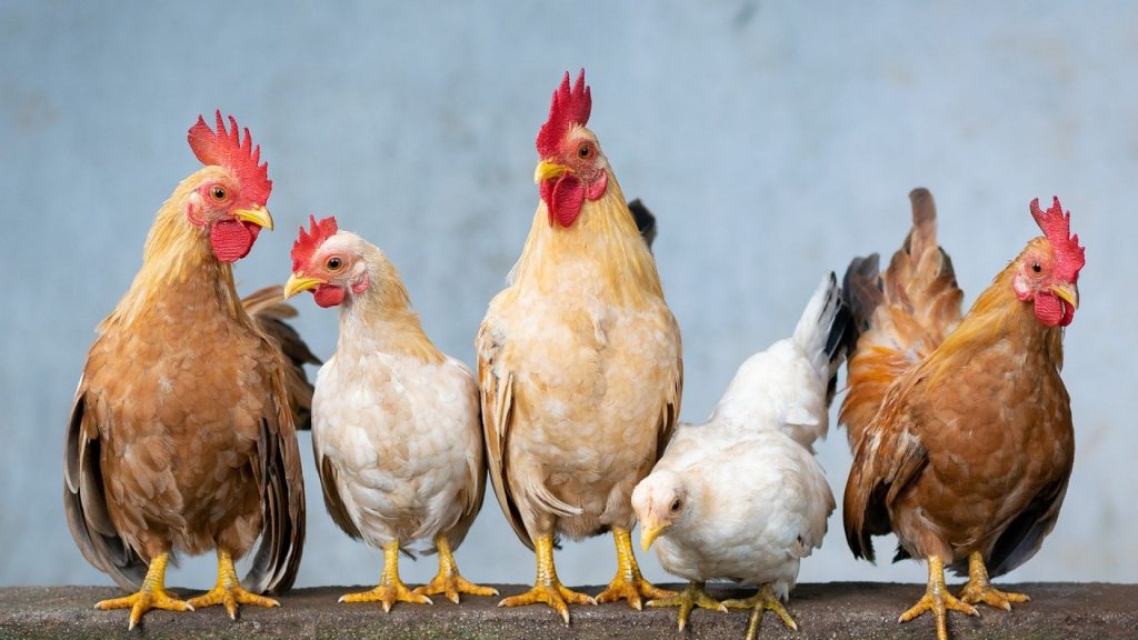 Comment nourrir les poules ?