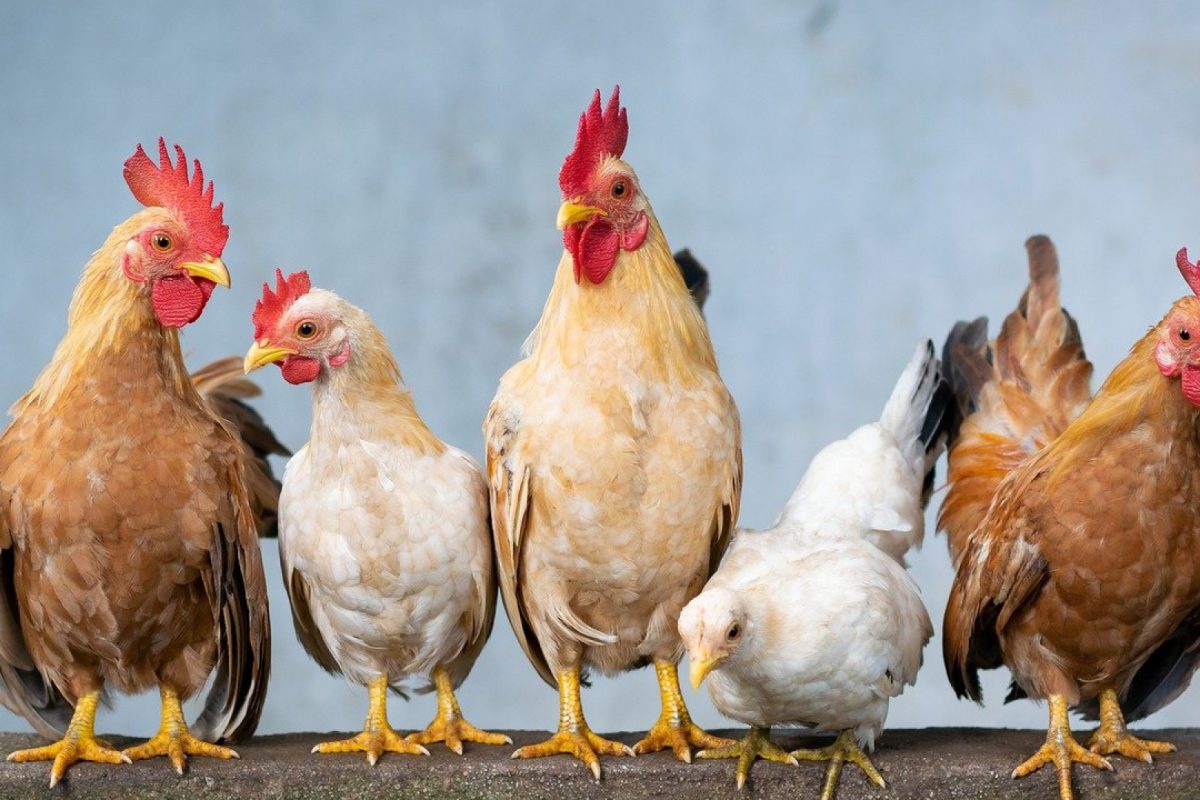 Comment nourrir les poules ?