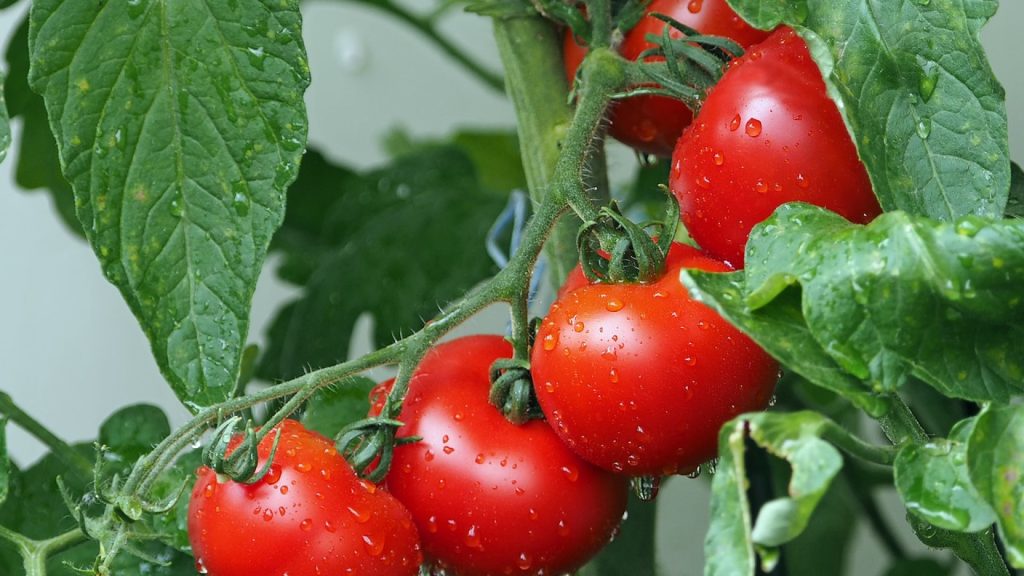 Quelles sont les variétés de tomates les plus productives ?