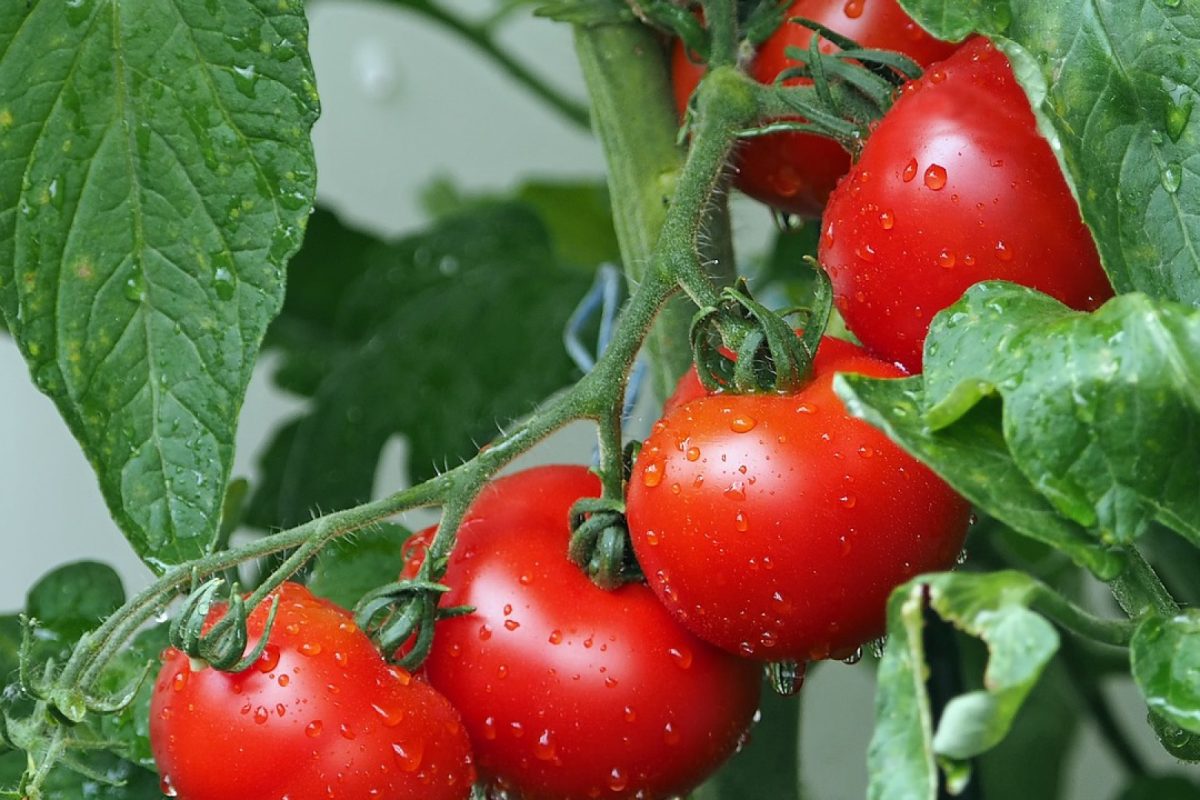 Quelles sont les variétés de tomates les plus productives ?